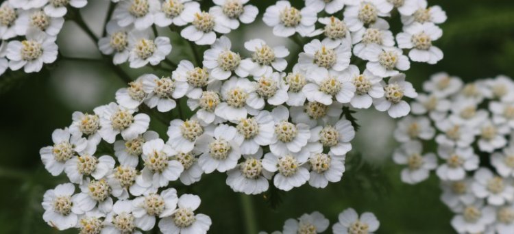 Yarrow Uses for Wounds, Inflammation and Digestion