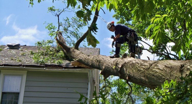 5 Practical Advice for Safe and Effective Tree Removal