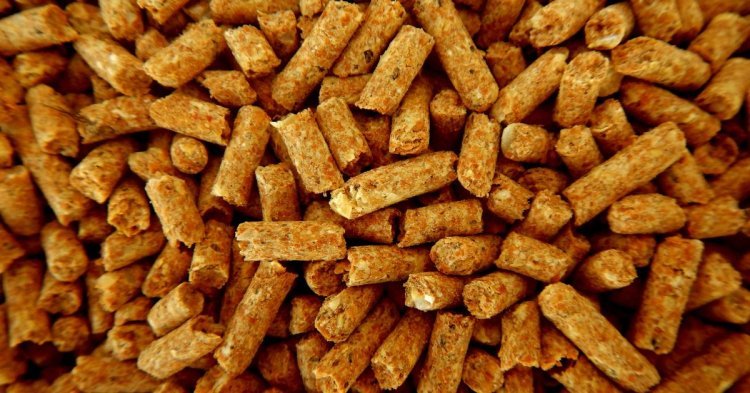 A Deep Dive into The Canada Feed Additives Market, Share, Growth and Analysis 2024-2032