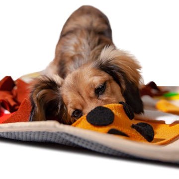 The Joy of Dog Squeaky Toys: Benefits, Risks, and How to Choose the Right One