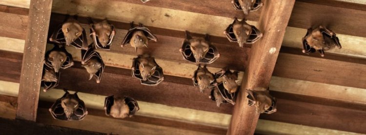 The Ultimate Guide to Bat Removal in Houston Introduction