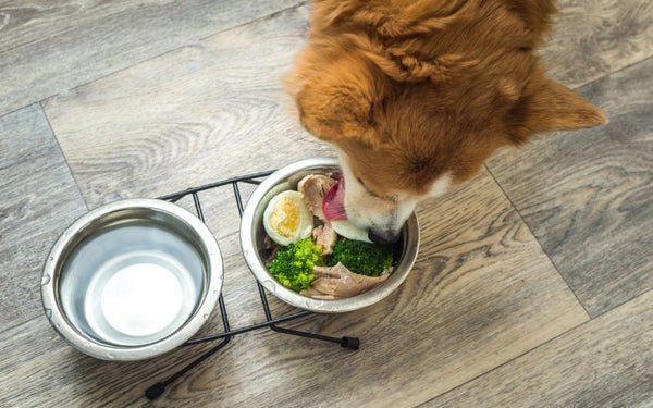best dry dog food for weight loss dubai