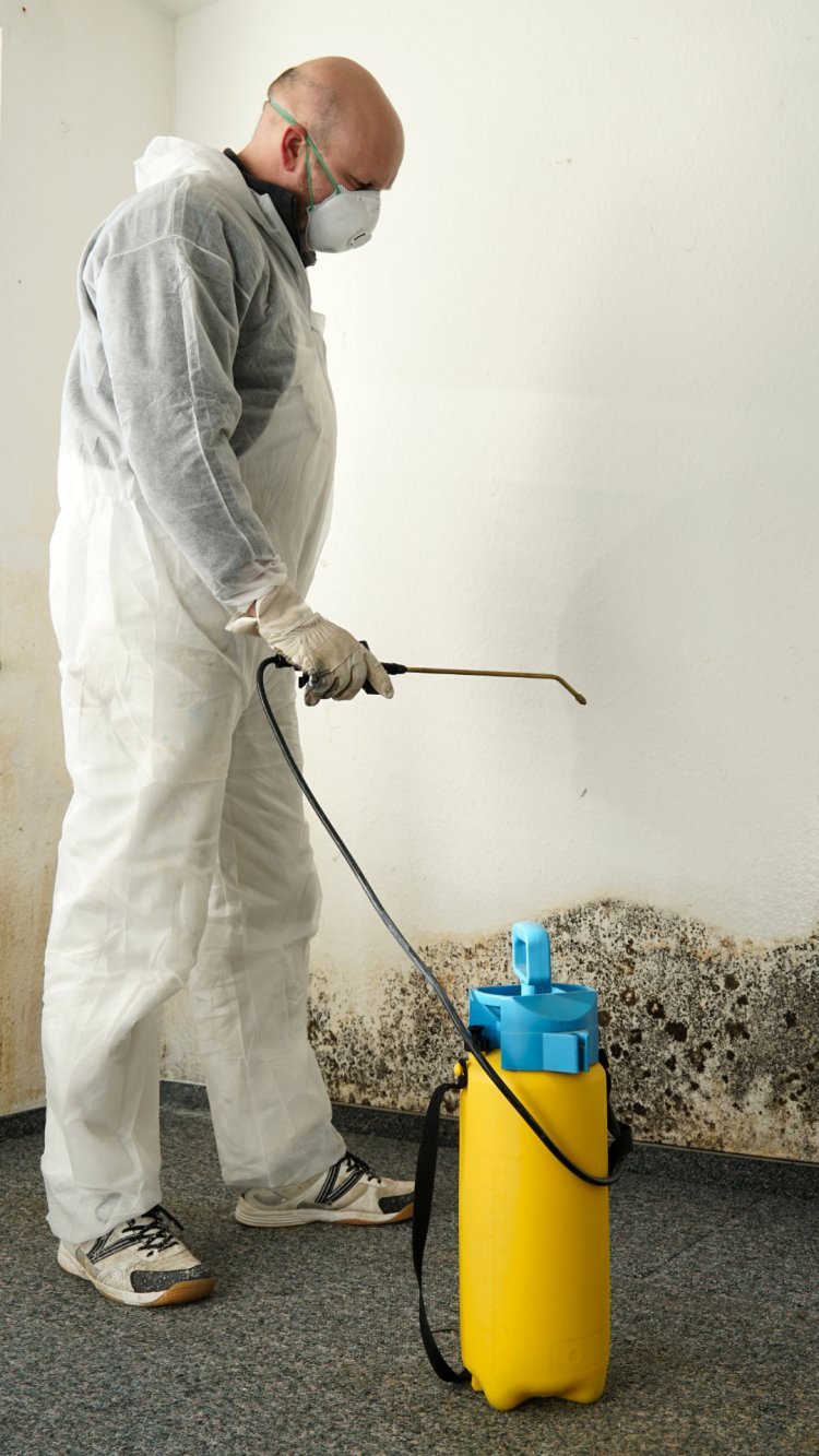 Mold-Free Makeover: Rainbow Removal Services Revitalize Your Home