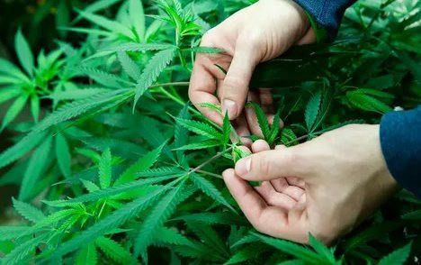 Navigating the Thriving Marijuana Industry in Broken Arrow: Explore Hamilton's Bud and Bloom Dispensary