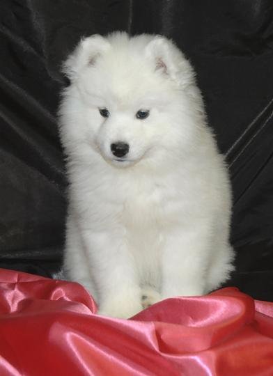 The Samoyed Dog: A Tale of Arctic Elegance and Unwavering Loyalty