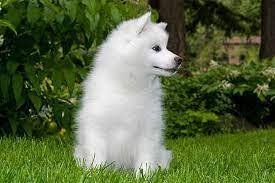 Choosing the Right Food for Your American Eskimo Dog