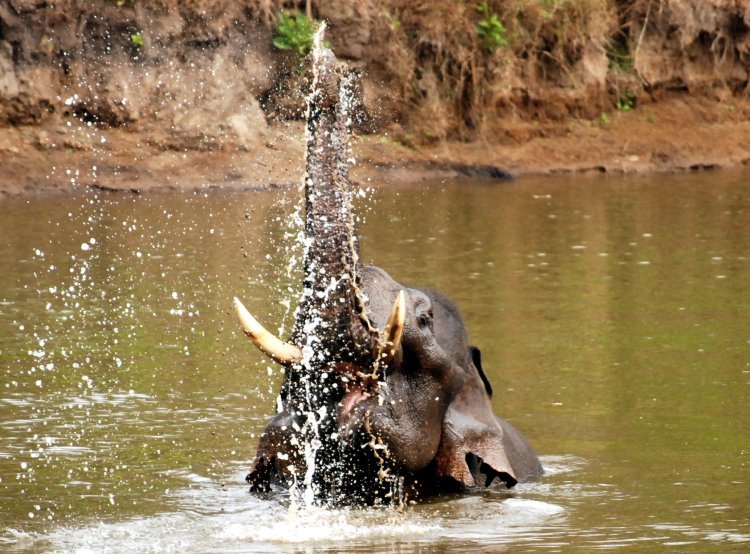 Explore Nagarhole: Discover Wildlife and Serenity with Karnataka Packages