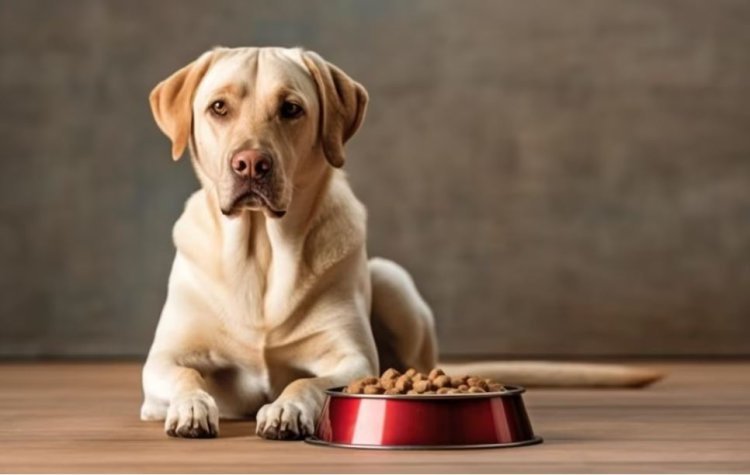 The Best Dog Foods for Weight Management