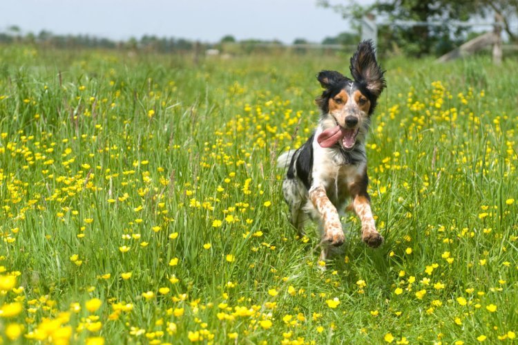 Is Your Pet Ready for the Changing Seasons? Seasonal Care Tips for Pets