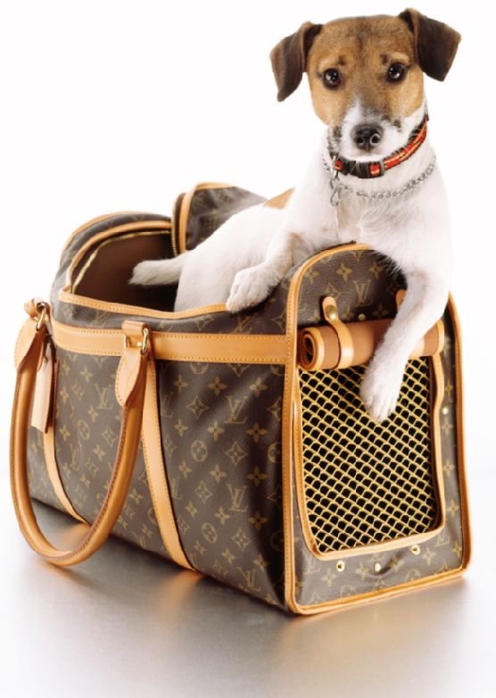 The Best Puppy in Carrier Options for Dog Owners in the UK