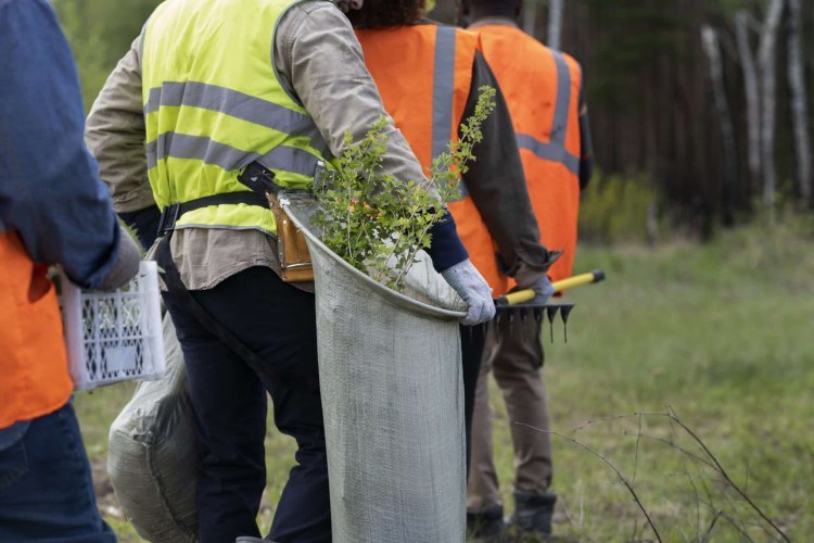 Affordable Tree Service Houston: Professional Care Without Breaking the Bank