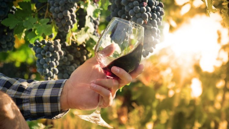 Organic Wine Brands That Combine Quality and Sustainability