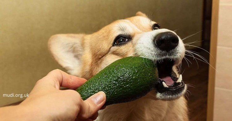 Should You Feed Your Dog Avocado? A Vet-Approved Guide