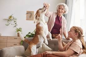 A Guide to Finding Pet-Friendly Old Age Homes