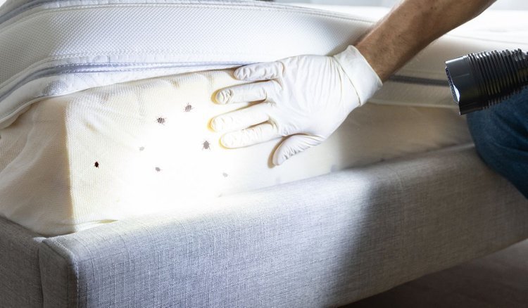 Effective Bed Bug Removal Coquitlam A Comprehensive Guide