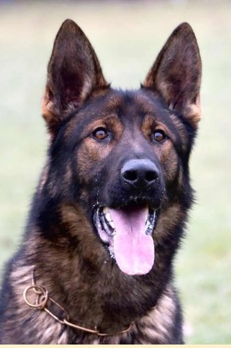 Trained Malinois for Sale – Elite Protection Dogs for Your Family’s Security