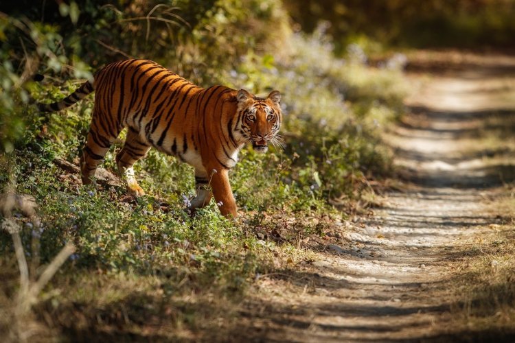 Gir National Park Tour: A Complete Travel Guide