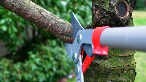 Top-Rated Tree Pruning Services Connecticut | Call 18604230895