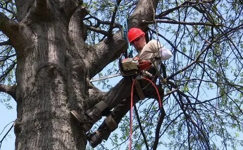 Crane Tree Removal Service in Connecticut | Safe & Efficient Tree Removal