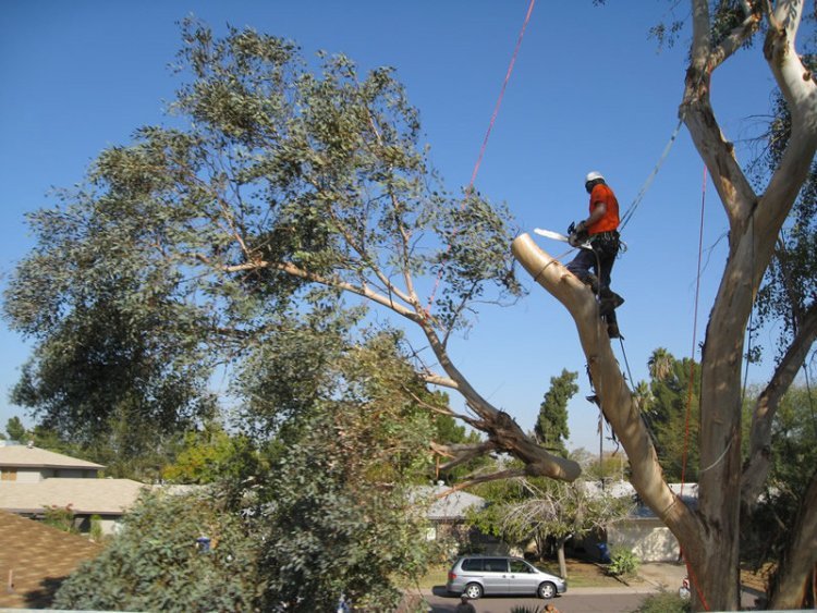 Expert Crane Tree Removal in Connecticut | Fast & Reliable Service