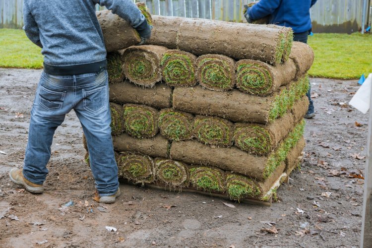 Common Mistakes to Avoid During Sod Installation